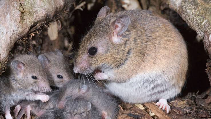 WHO loses staff to Lassa Fever in Nigeria