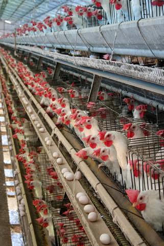 UNILORIN secures N600m loan to establish poultry farm