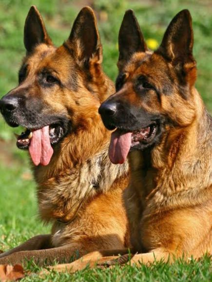 Breaking:Rot in CBN,NIRSAL as MD Allegedly Fed Dogs with N600,000 monthly ,Over N400trillion stolen