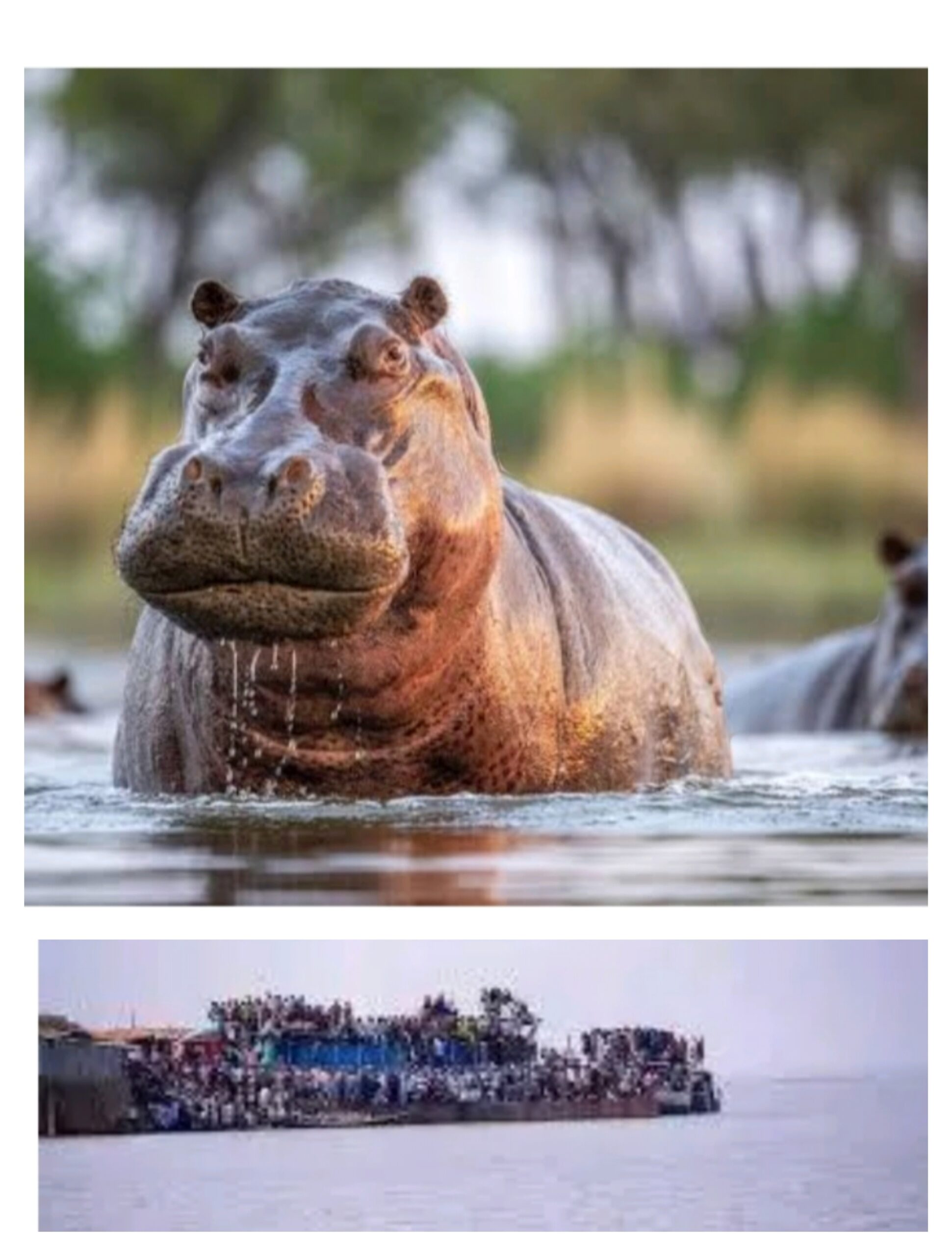 Hippopotamus Kills Palace Guard In Kebbi River.