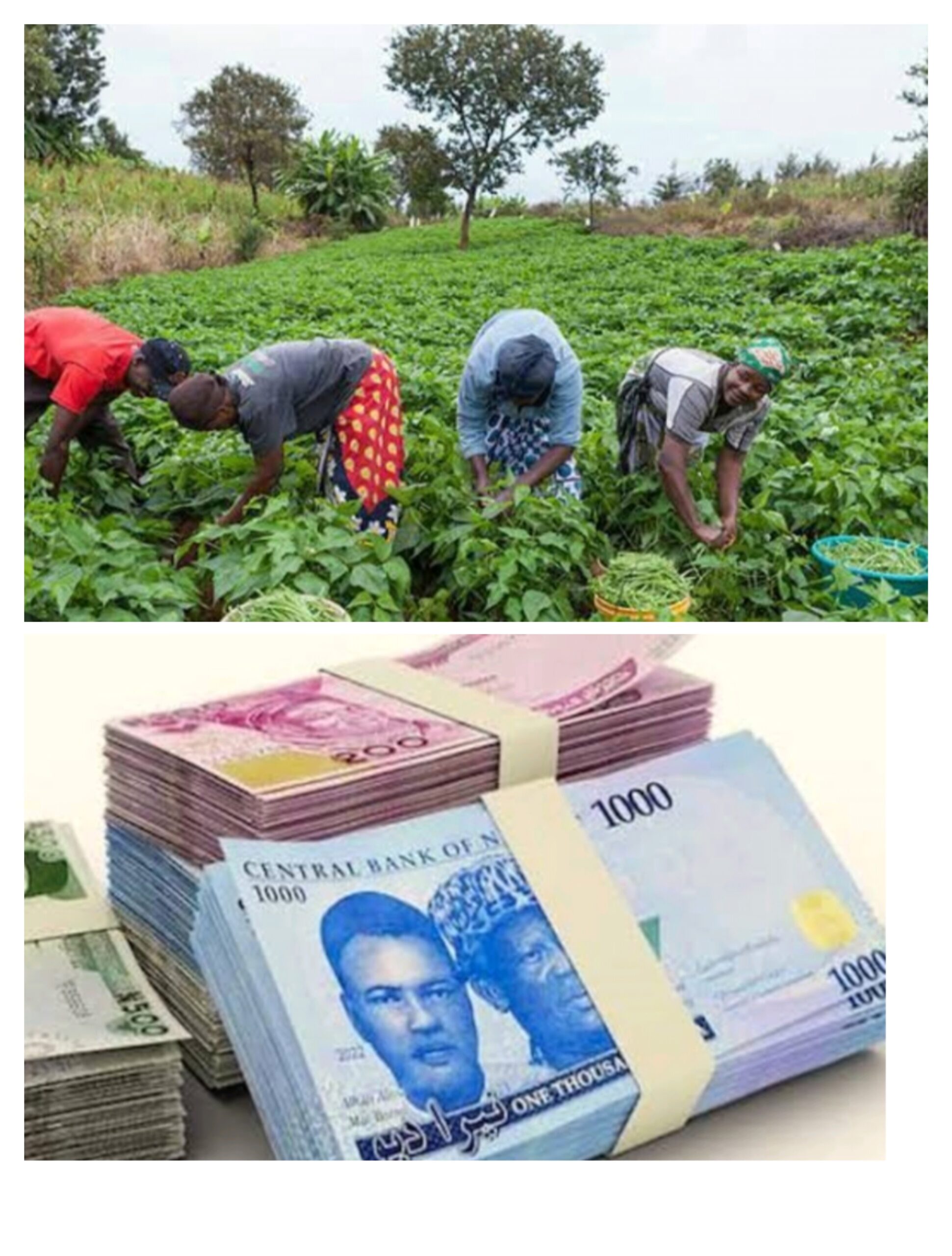 FG Plans To Revive Bank of Agriculture.