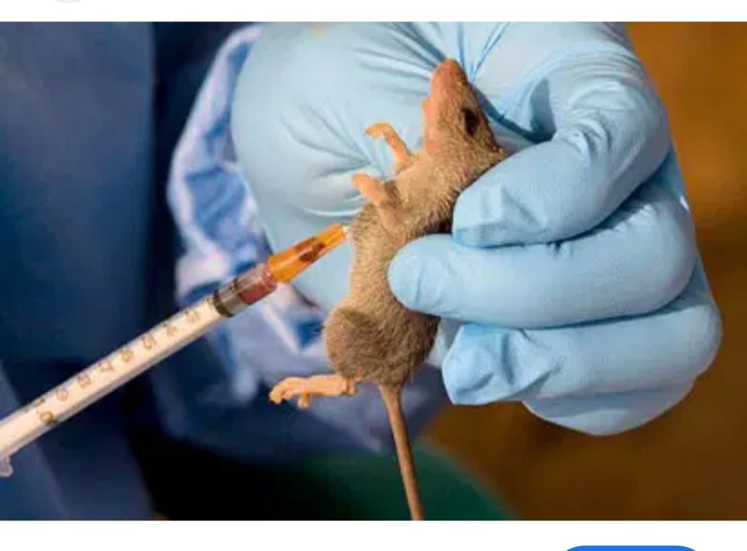 NCDC Confirms 70 deaths,318 Lassa Fever Cases Across Nigeria